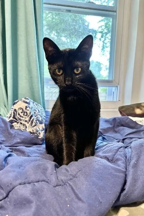 An adult medium-sized female Black Domestic Short Hair cat named Licorice for adoption in North Babylon, NY