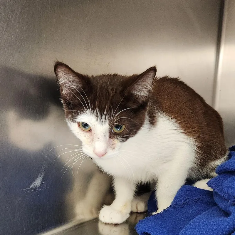 A baby medium-sized male Brown / Chocolate Domestic Short Hair cat named Luca for adoption in Delaware, OH