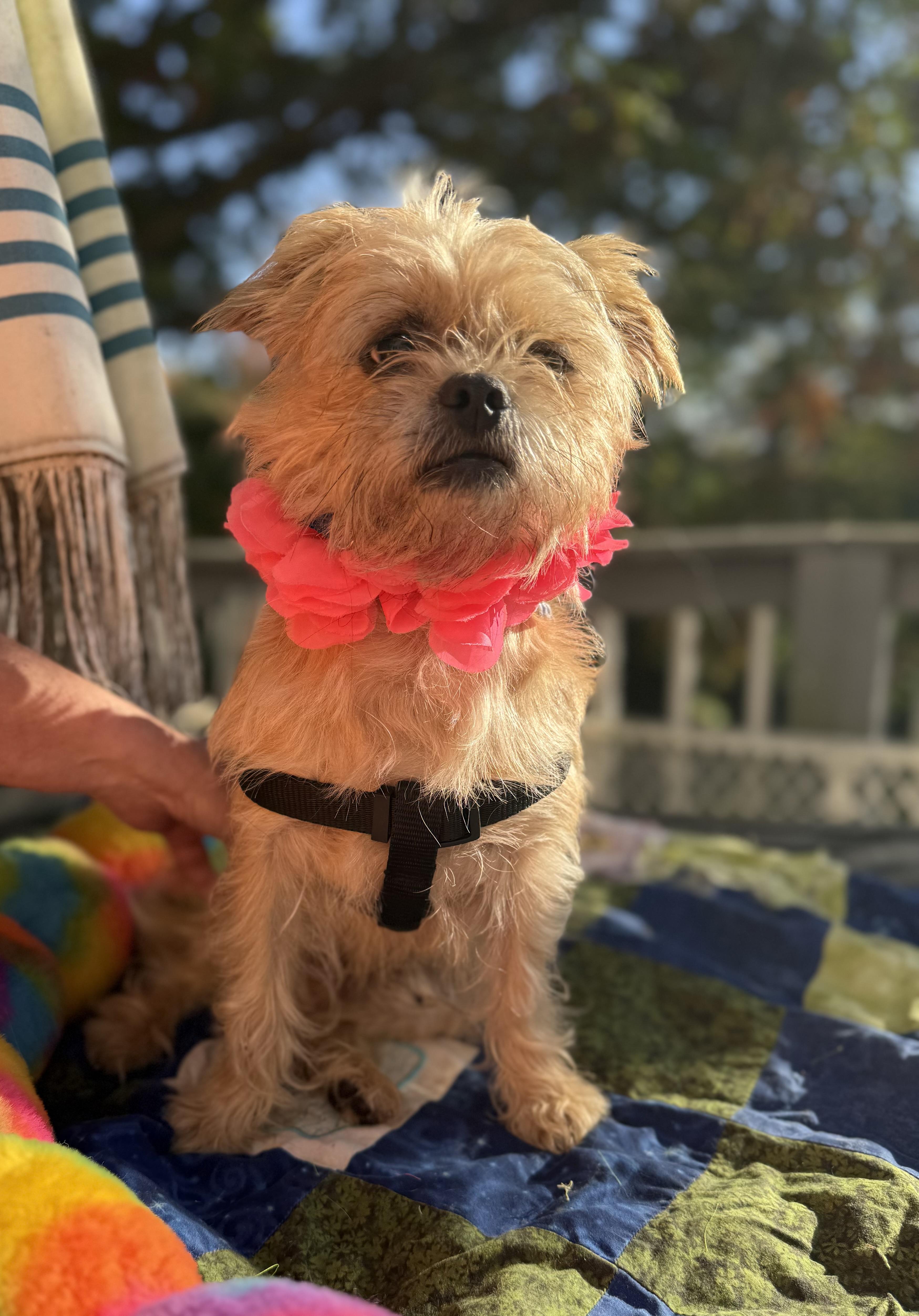 A young small-sized male Apricot / Beige Yorkshire Terrier dog named Remmy for adoption in White Lake, MI