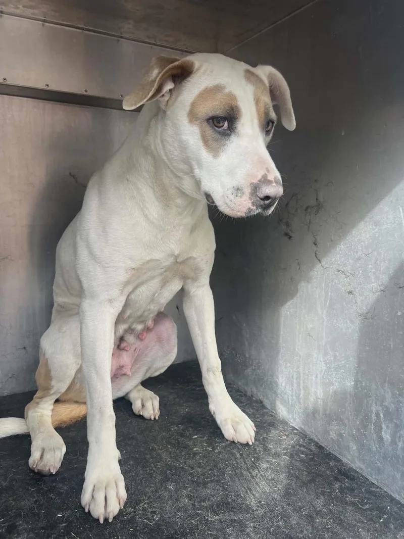 An adult medium-sized female Pit Bull Terrier dog named Found Stray: Sueboo for adoption in Rockwall, TX