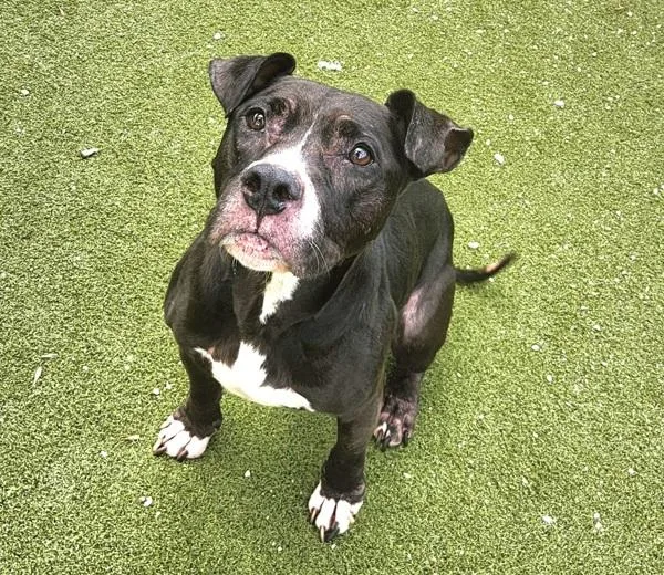 An adult medium-sized male Mixed Breed dog named Murphy Lee for adoption in Austin, TX
