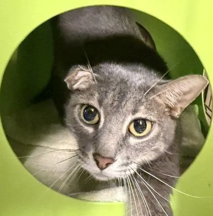 An adult medium-sized male Domestic Medium Hair cat named Majin for adoption in Windsor, CT