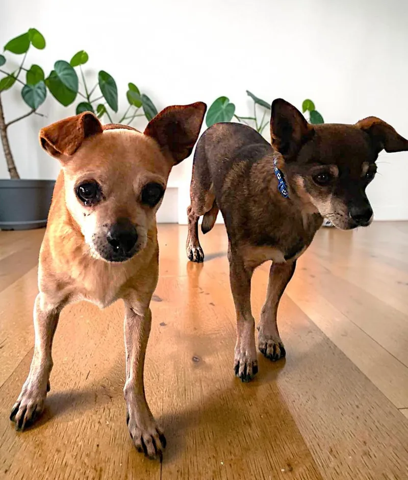 A senior small-sized male Tricolor (Brown, Black, & White) Chihuahua dog named Espresso for adoption in Ventura, CA