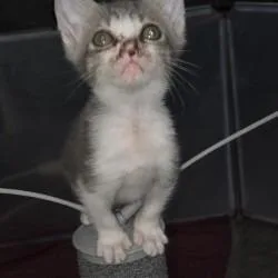 A baby small-sized male Domestic Short Hair cat named Cobweb for adoption in San Antonio, TX