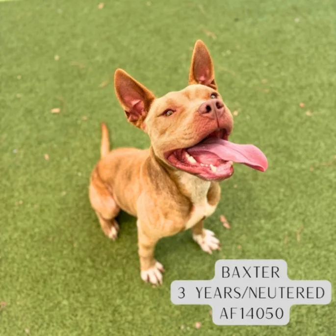 Baxter thumbnail 2