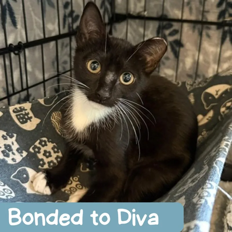 A young small-sized female Domestic Short Hair cat named Dewdrop Houston for adoption in Denver, CO