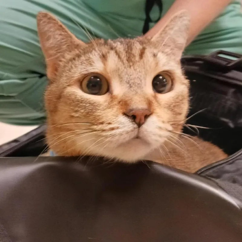 An adult large-sized female Torbie Domestic Short Hair cat named Biscuit Joint for adoption in Baltimore, MD