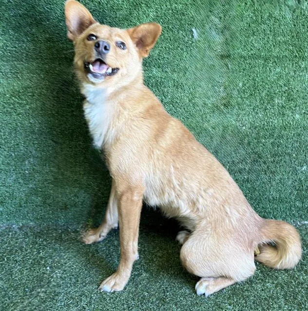 A young small-sized female German Shepherd Dog dog named Celeste for adoption in Lancaster, CA