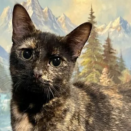 A young medium-sized female Tortoiseshell Domestic Short Hair cat named Yoli for adoption in Bloomfield, NJ