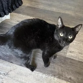 A young medium-sized female Domestic Short Hair cat named Lilly for adoption in Liverpool, TX