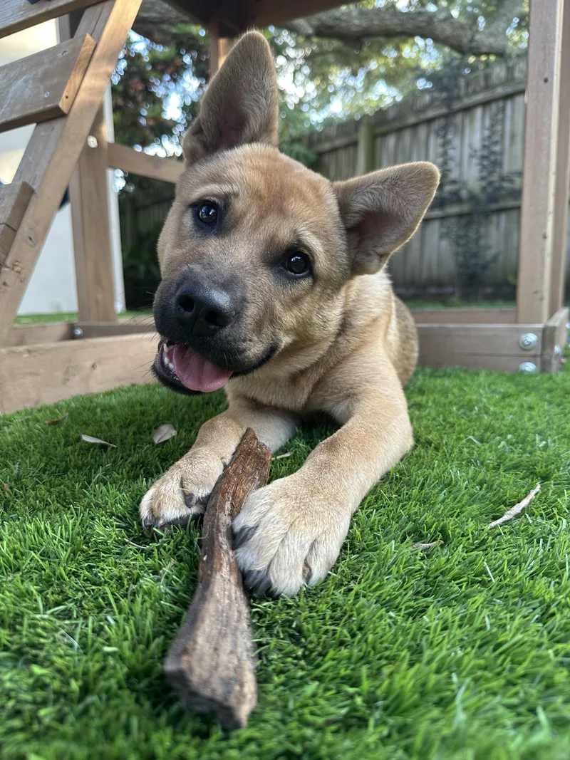 A young medium-sized male German Shepherd Dog dog named Glitch for adoption in Parrish, FL