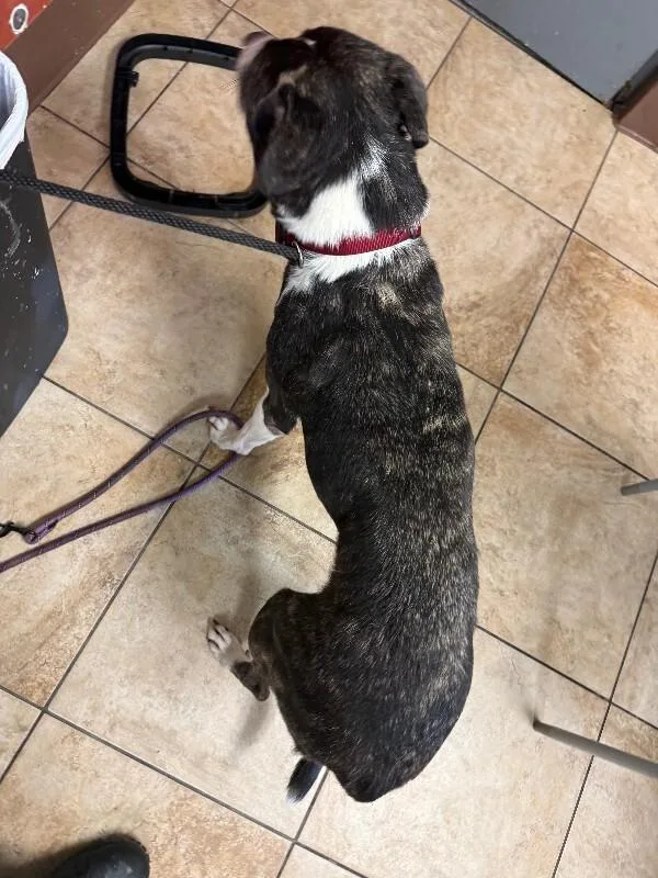 An adult large-sized female Brindle Mixed Breed dog named Urban for adoption in Cincinnati, OH