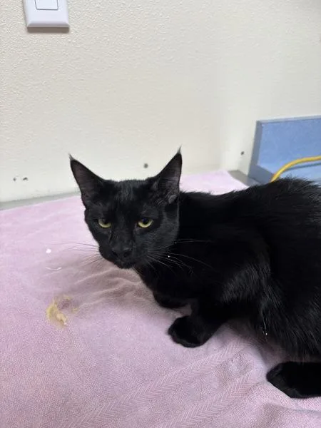 A young small-sized female Domestic Short Hair cat named Slinky for adoption in Sherwood, OR
