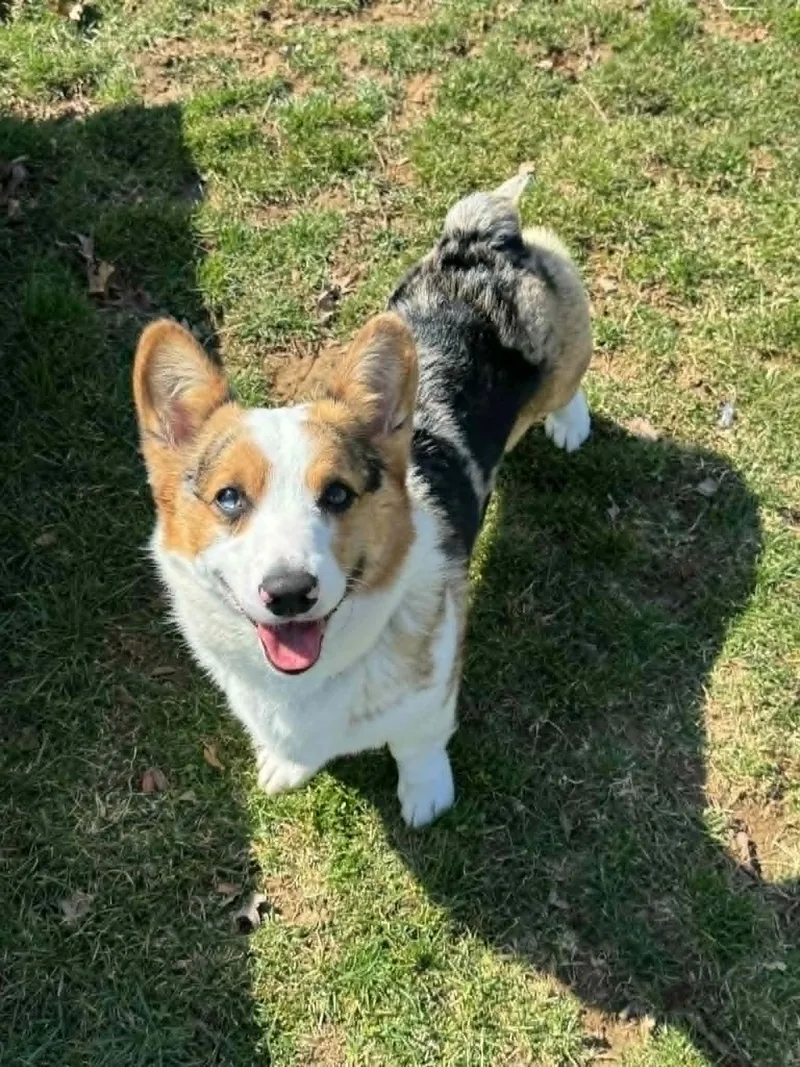 An adult small-sized male Merle (Blue) Pembroke Welsh Corgi dog named Ranger for adoption in Chambersburg, PA