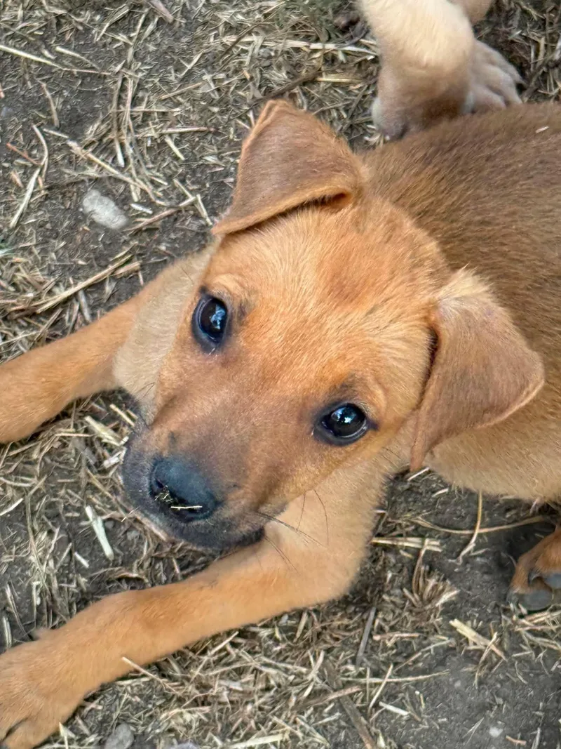 A baby medium-sized female German Shepherd Dog dog named Maggie Mags for adoption in Midway, UT