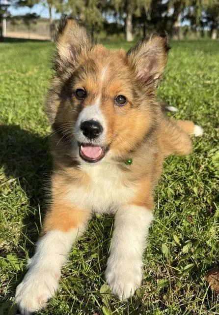 A baby medium-sized female Australian Shepherd dog named Karlee for adoption in North Prairie, WI