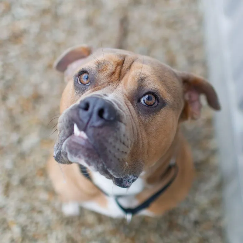 An adult large-sized male Yellow / Tan / Blond / Fawn American Bulldog dog named Tofu for adoption in Dover, NH