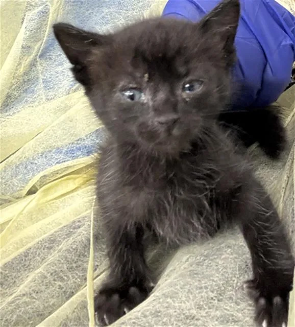 A baby medium-sized male Domestic Short Hair cat named Curry for adoption in Dallas, TX