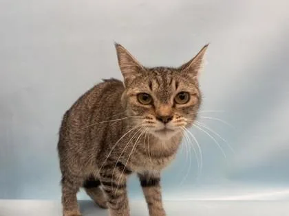 Akasha