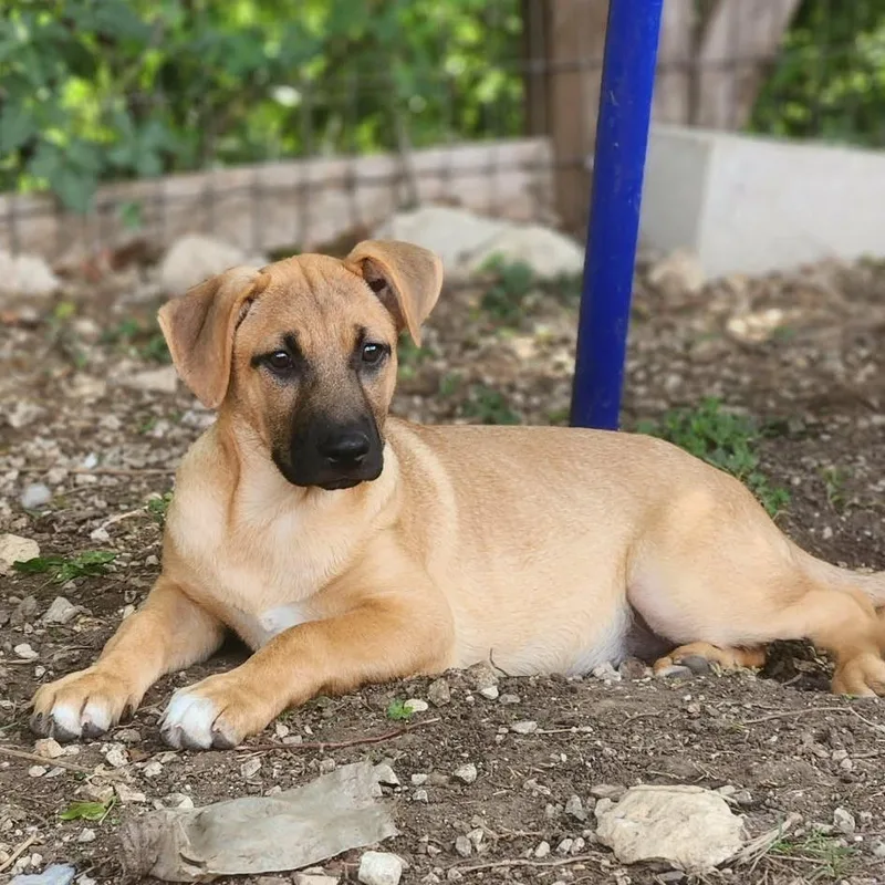A baby medium-sized female Yellow / Tan / Blond / Fawn German Shepherd Dog dog named Blush Al for adoption in Austin, TX