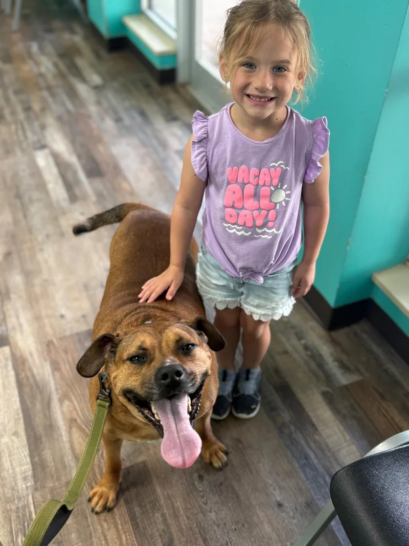 An adult large-sized male Bicolor Boxer dog named Willie for adoption in Chesapeake Beach, MD