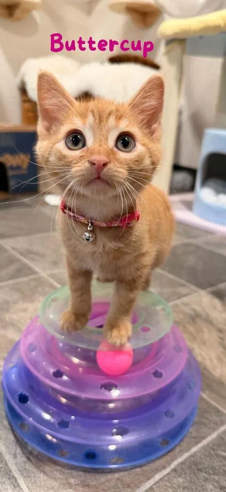 A baby small-sized female Tabby (Orange / Red) Domestic Short Hair cat named Buttercup for adoption in Dallas, PA
