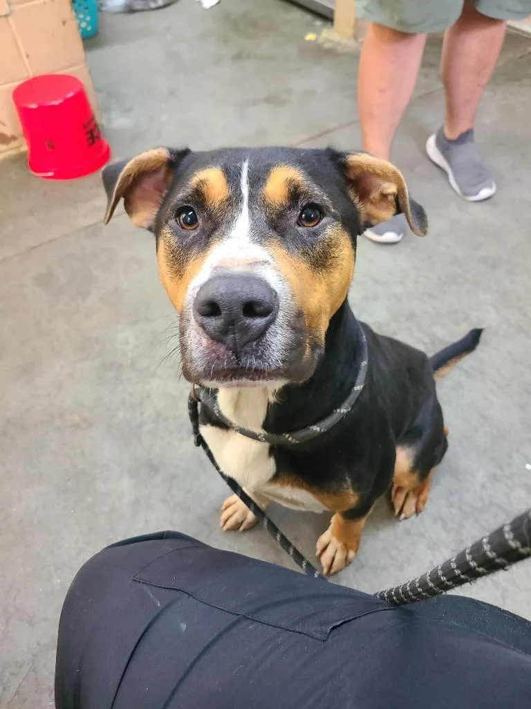 A young medium-sized male Pit Bull Terrier dog named Maverick for adoption in Swainsboro, GA
