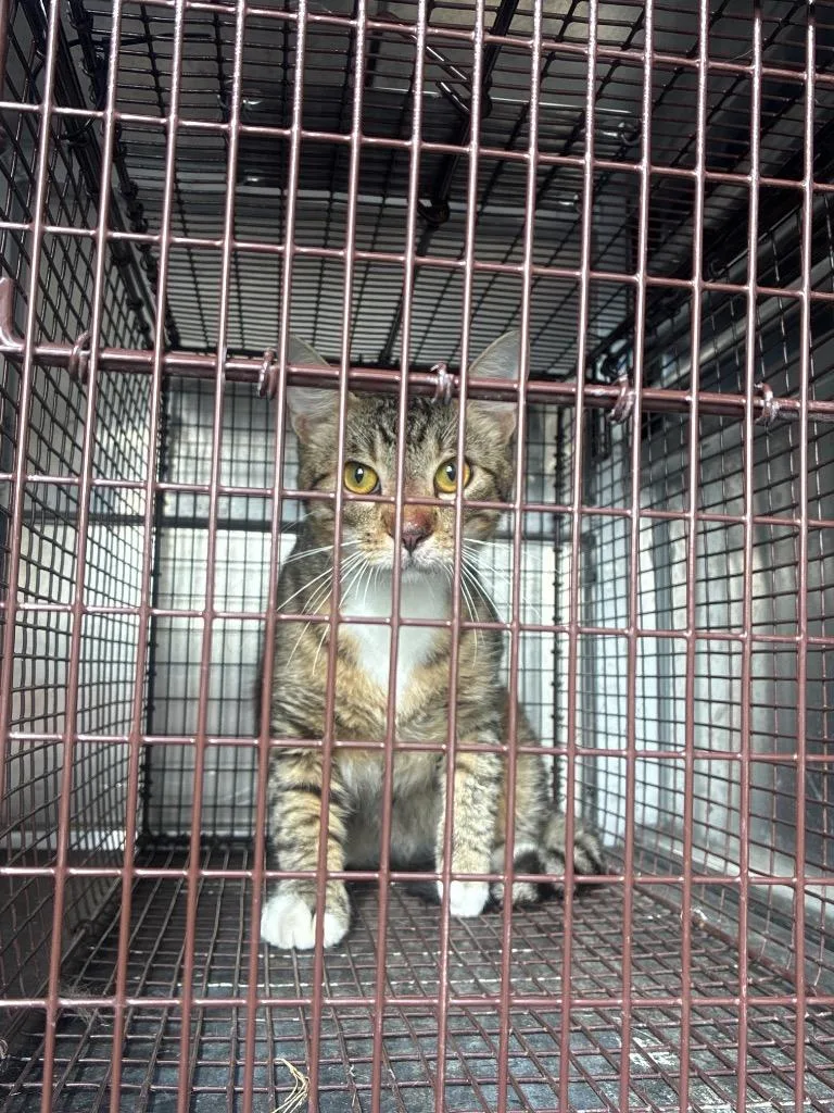 A young medium-sized male Domestic Short Hair cat named Wayne for adoption in New Braunfels, TX