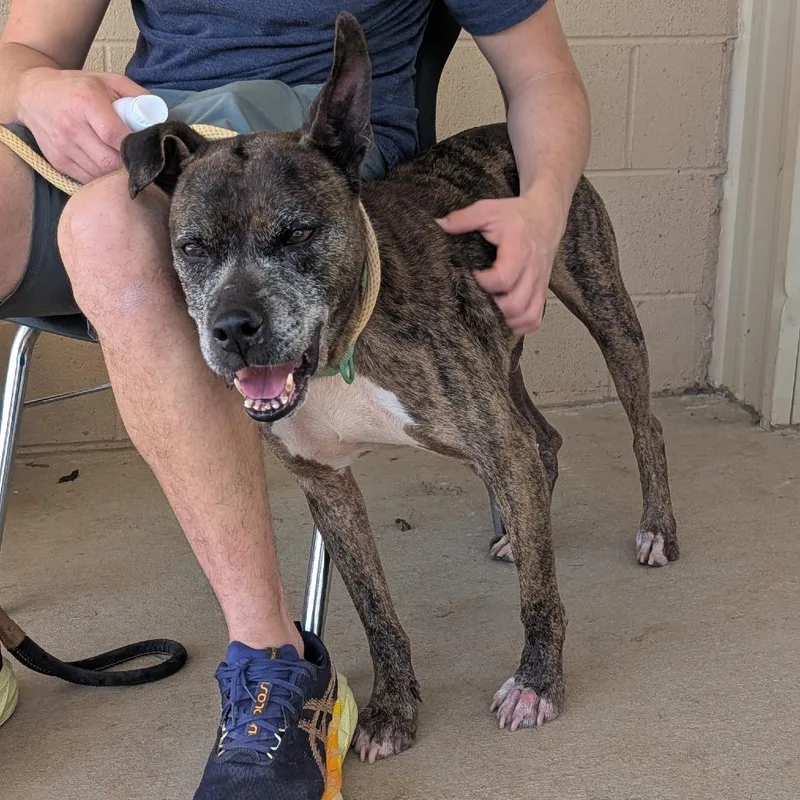 A senior medium-sized male Brindle American Bulldog dog named Avery for adoption in Lenoir, NC