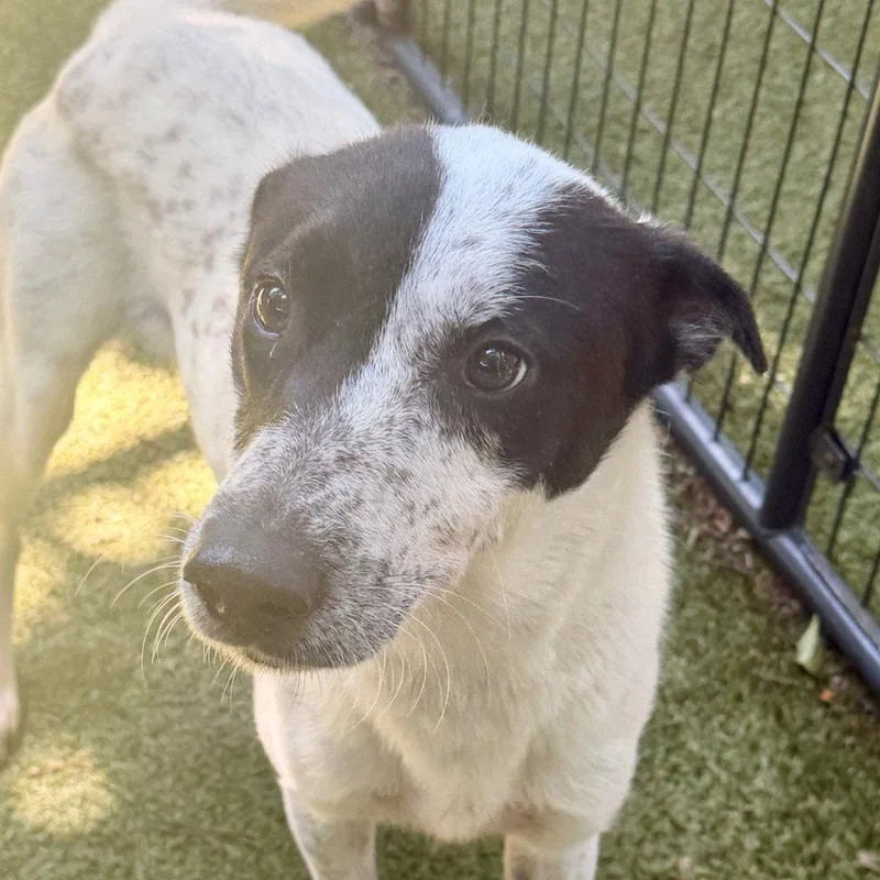 An adult medium-sized female Retriever dog named Mulan for adoption in Bloomfield, CT