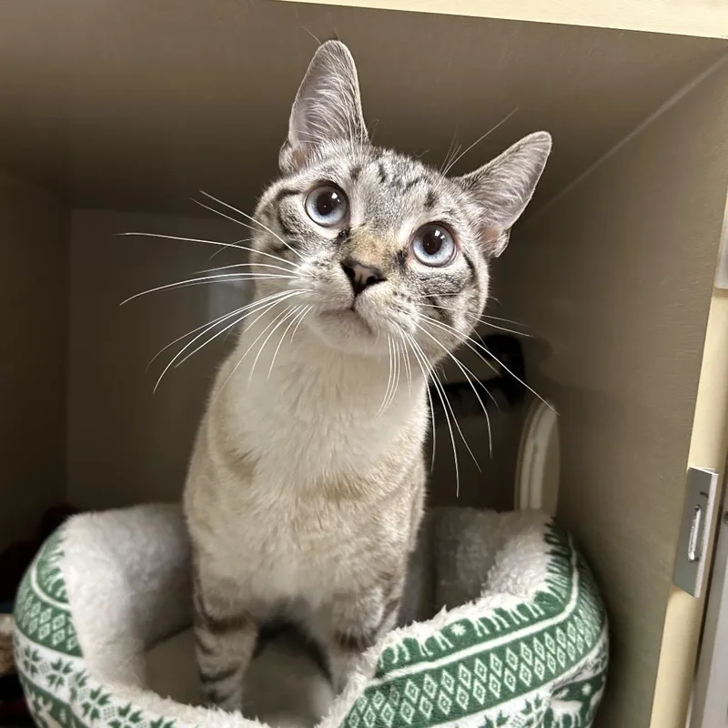 A young medium-sized male Lilac Point Domestic Short Hair cat named Smokey for adoption in Conway, NH