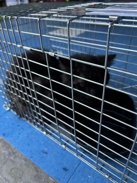 A young small-sized male Domestic Medium Hair cat named Salem for adoption in Virginia Beach, VA