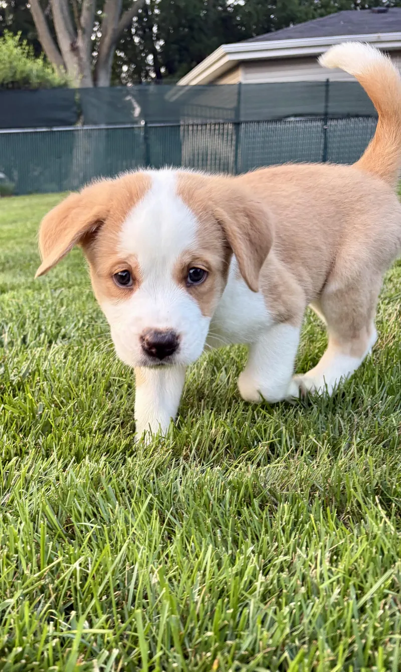 A baby medium-sized male White / Cream Great Pyrenees dog named Cyrus for adoption in Plainfield, IL