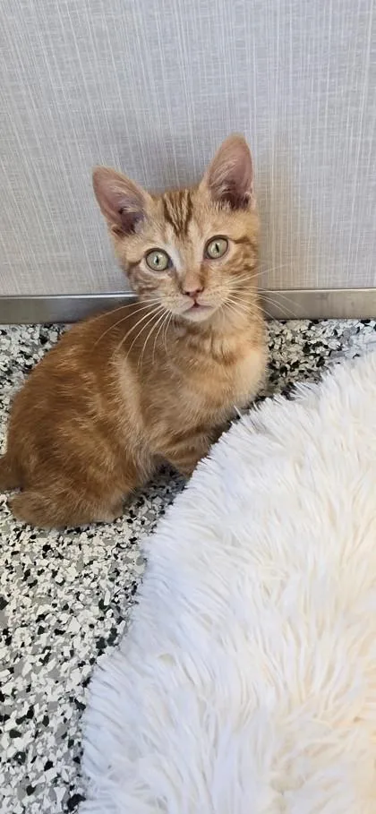 A baby small-sized female Domestic Short Hair cat named Fuji for adoption in Fergus Falls, MN