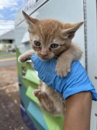 A baby small-sized female Domestic Short Hair cat named Cheddar for adoption in Honolulu, HI