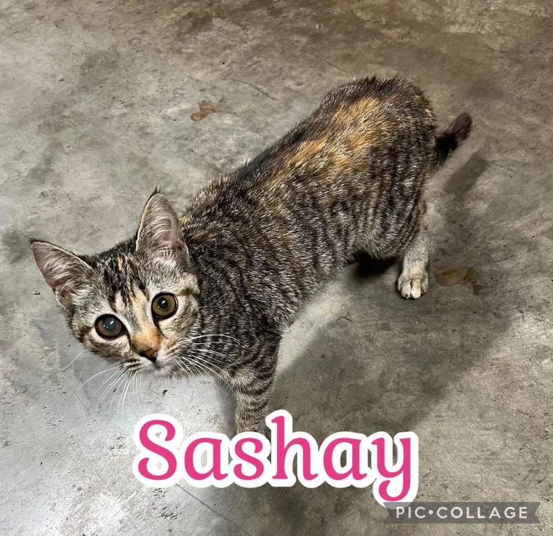 A baby medium-sized female Domestic Short Hair cat named Sashay for adoption in Fort Oglethorpe, GA