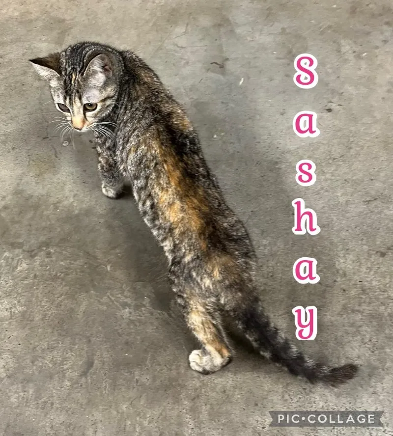 Sashay thumbnail 3