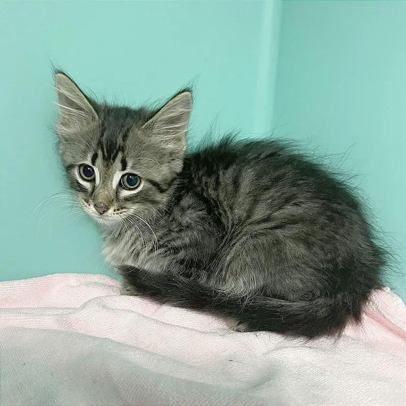 A baby small-sized male Brown / Chocolate Domestic Medium Hair cat named Yogi for adoption in Owosso, MI
