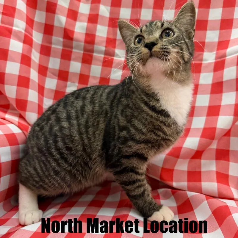 A baby small-sized male Gray / Blue / Silver Domestic Short Hair cat named Frack for adoption in Raleigh, NC