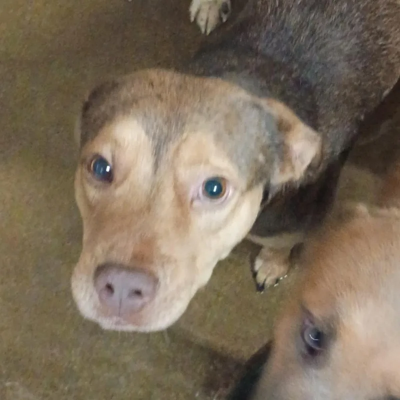 An adult medium-sized male Yellow / Tan / Blond / Fawn Pit Bull Terrier dog named Cocacola D for adoption in Corsicana, TX