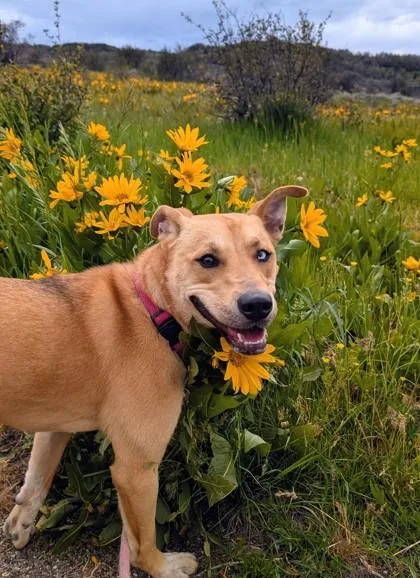 A young medium-sized female Yellow / Tan / Blond / Fawn Siberian Husky dog named Sierra for adoption in Steamboat Springs, CO