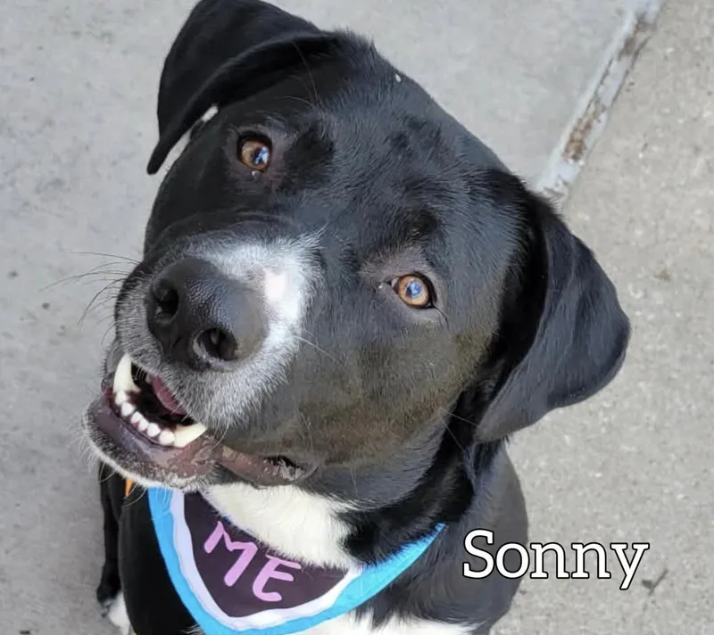 An adult large-sized male Black Labrador Retriever dog named Sonny for adoption in Hollister, MO