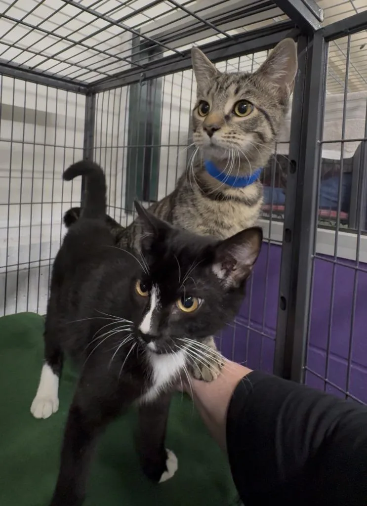A baby medium-sized male Domestic Short Hair cat named Gatsby for adoption in St. Albans, VT