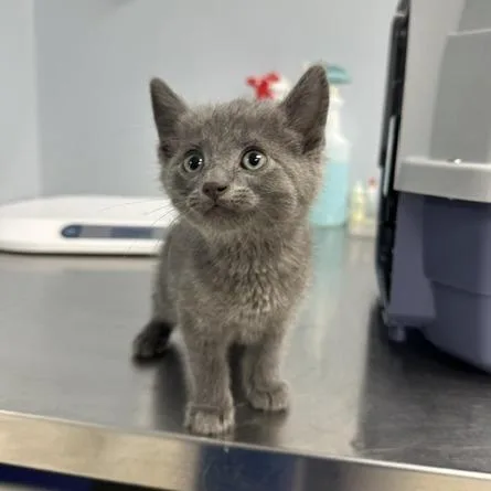 A baby small-sized male Gray / Blue / Silver Domestic Short Hair cat named Thumper for adoption in Indianapolis, IN