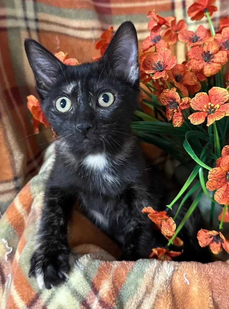 A baby small-sized female Domestic Short Hair cat named Marisol for adoption in Stillwater, OK