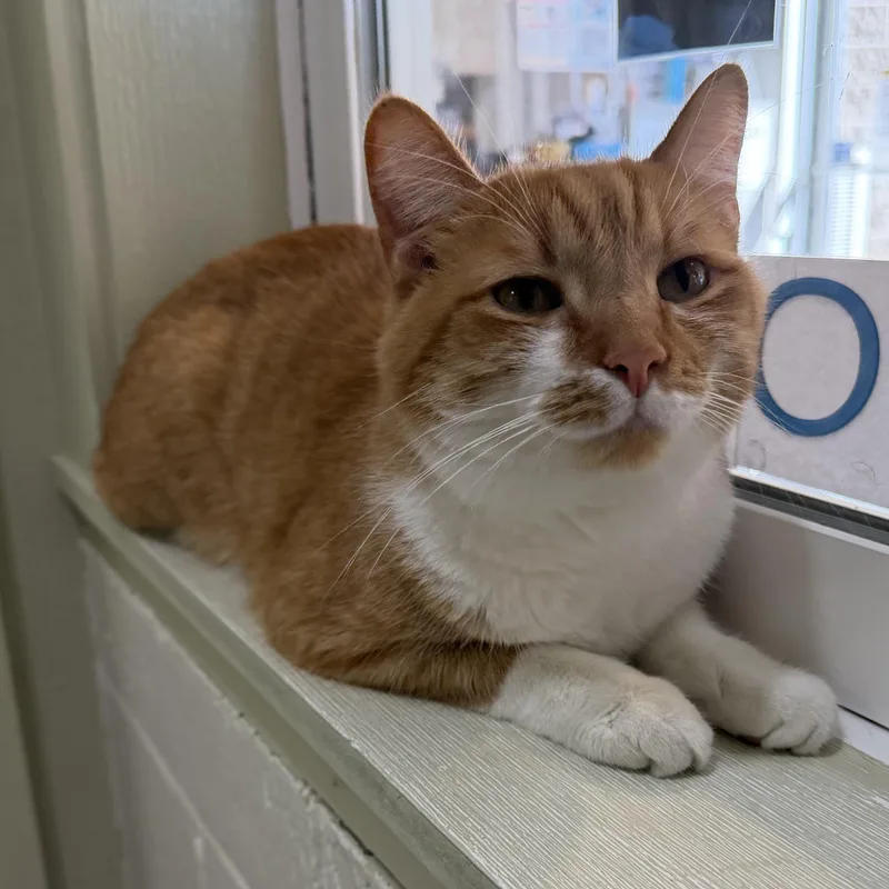 A young medium-sized male Orange & White Domestic Short Hair cat named Bernie for adoption in Latrobe, PA
