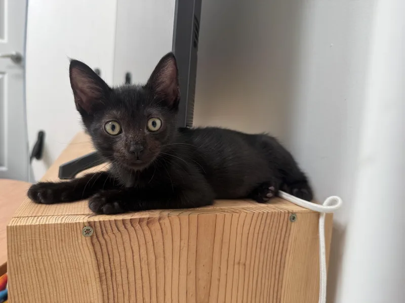 A baby small-sized male Domestic Short Hair cat named Lil Bear for adoption in Honolulu, HI