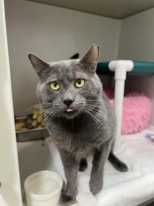 An adult small-sized male Domestic Short Hair cat named Smokey Blue for adoption in Honolulu, HI