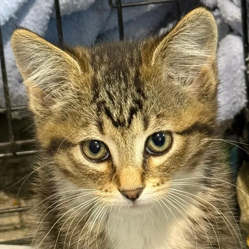 A baby small-sized female Tabby (Brown / Chocolate) Domestic Short Hair cat named Gemma for adoption in Gresham, WI