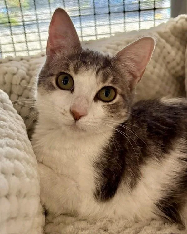 A baby small-sized female Domestic Short Hair cat named Baya for adoption in Novato, CA